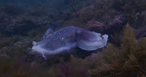 Giant Cuttlefish Migration in Whyalla South Australia Stock Footage 316340864
