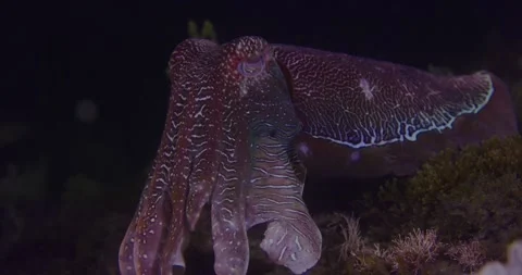 Giant Cuttlefish Over The Reef Stock Footage 317367422