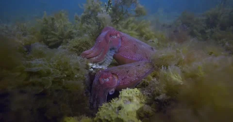 Giant Cuttlefish Protective Behavior On Seabed Stock Footage 318197705