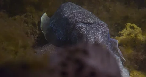 Giant Cuttlefish Rack Focus Stock Footage 317076152