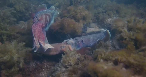 Giant Cuttlefish Spawning During The Mating Season, High View Shot Stock Footage 318126393