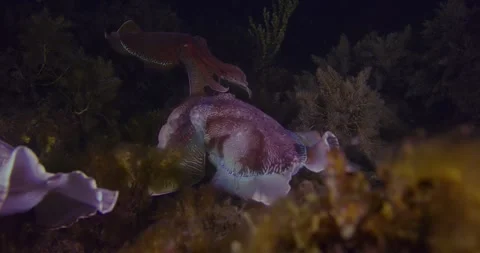 Giant Cuttlefish, Spawning, Mating Behavior In Australia, Display Stock Footage 317389172