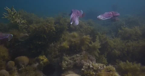 Giant Cuttlefish Swimming During The Aggregation Stock Footage 317076334