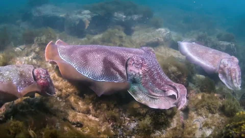 Giant cuttlefish swimming over a reef 스톡 동영상 334972742