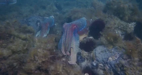 Giant Cuttlefish Swims, Close Upmp4 Stock Footage 316992155