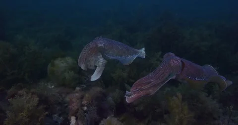 Giant Cuttlefish Swims Gracefull On Reef Stock Footage 317375726