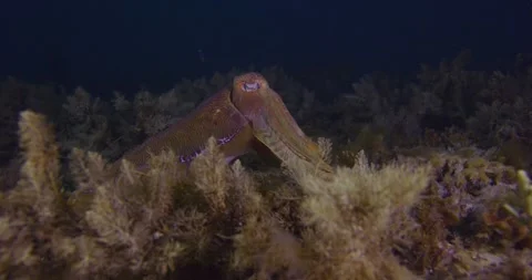 Giant Cuttlefish Swims On Reef At Evenining Stock Footage 318206465