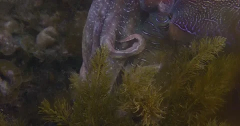 Giant Cuttlefish Tentacles, Extremly Close Up Stock Footage 317027556