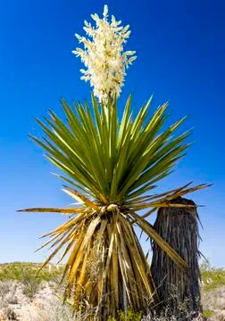 Giant Dagger Yucca Stock Photos