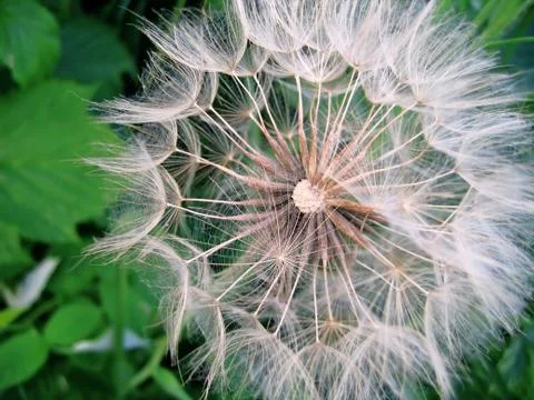 Giant dandelion 스톡 사진