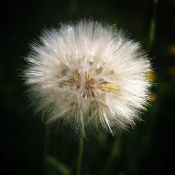 Giant dandelion Stock Photos