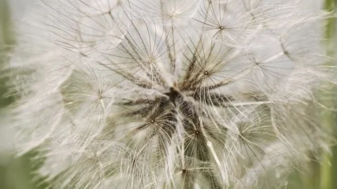 A giant dandelion wobbling in the wind Stock Footage 276544882