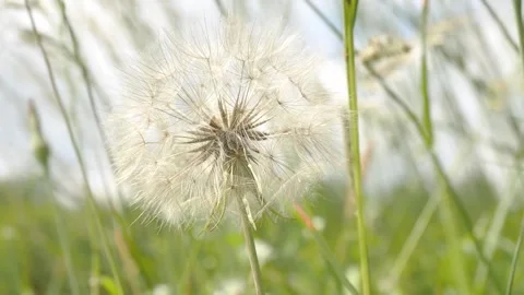 A giant dandelion wobbling in the wind Видео 276544917