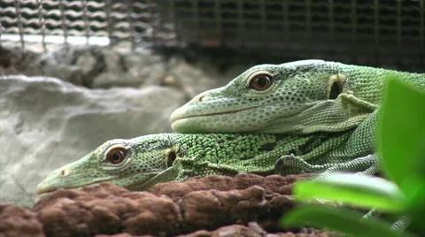 Giant Day Gecko side view Stock Footage 51471258