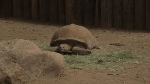 Giant desert tortoise laying down Stock Footage 50360097