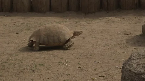 Giant desert tortoise walks by Stock Footage 50360076