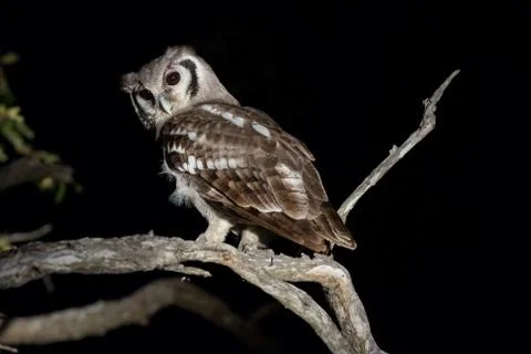 Giant Eagle owl perched in tree. Stock Photos