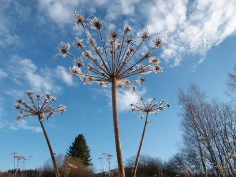 Giant early spring Stock Photos