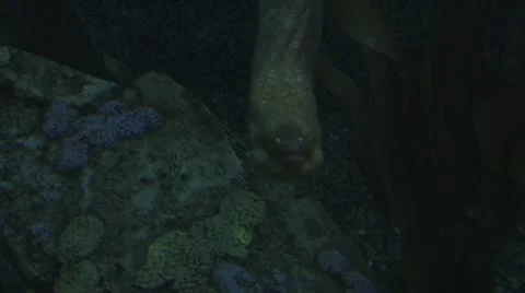 Giant Eel Emerges From Its Burrow 스톡 동영상 19079381