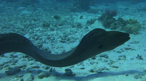 Giant Eel Swims Across The Sandy Ocean Floor 4K Stock Footage