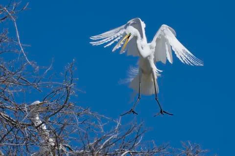 Giant Egret in Flight Stock Photos