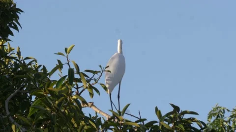 Giant Egret Taking Flight Stock Footage 168387529