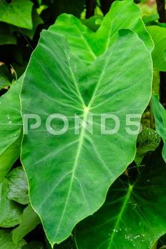 Giant elephant ear taro leaf Stock Photos