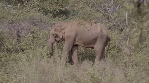 Giant Elephant is eating Stock Footage 294821402