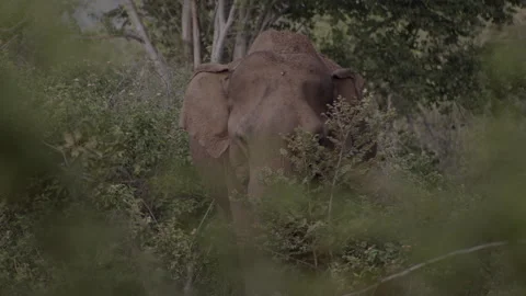 Giant Elephant front  shot Stock Footage 294814120