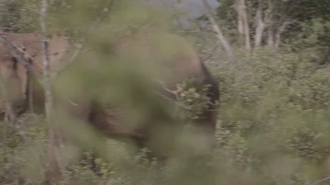 Giant Elephant front  shot1 Stock Footage 294814598