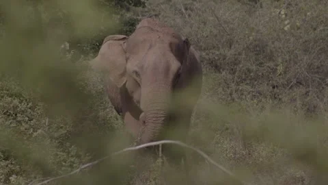 Giant Elephant full  shot Stock Footage 294821238