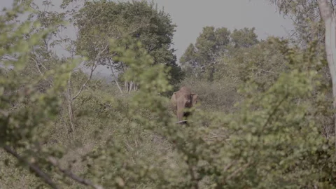Giant Elephant long shot Stock Footage 294827043