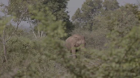 Giant Elephant long shot1 Stock Footage 294824424