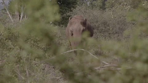 Giant Elephant mid shot Stock Footage 294829038