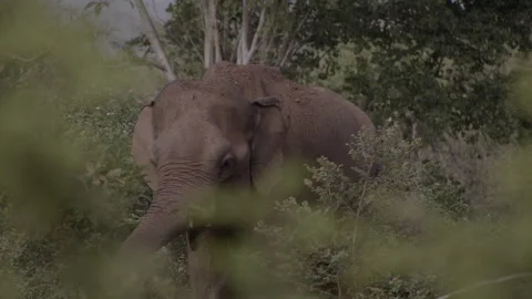 Giant Elephant mid  shot Stock Footage 294829641