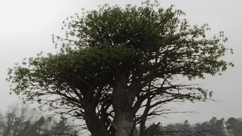 Giant epic old tree in the forest. Monumental, symbolic tree. Mythological tree Stock Footage 246597092