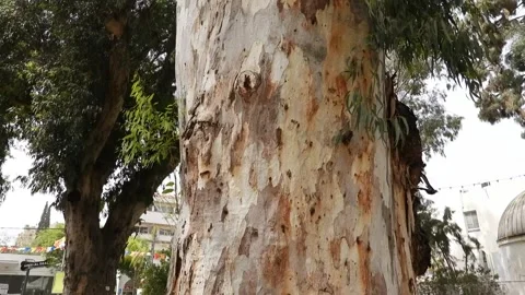 A giant eucalyptus, it takes ten people to clasp its trunk. Stock Footage 191572051