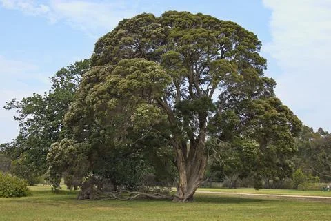 Giant eucalyptus tree at Barwon River in Geelong, Victoria, Australia Stock Photos