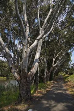 Giant eucalyptus tree at Barwon River in Geelong, Victoria, Australia Stock Photos