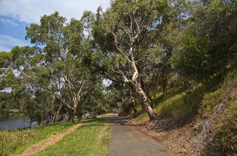 Giant eucalyptus tree at Barwon River in Geelong, Victoria, Australia Stock-Fotos