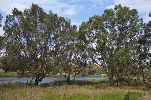 Giant eucalyptus tree at Barwon River in Geelong, Victoria, Australia Stock Photos