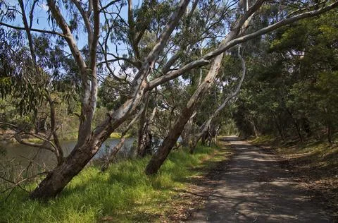 Giant eucalyptus tree at Barwon River in Geelong, Victoria, Australia Stock Photos