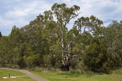 Giant eucalyptus tree at Barwon River in Geelong, Victoria, Australia Stock Photos