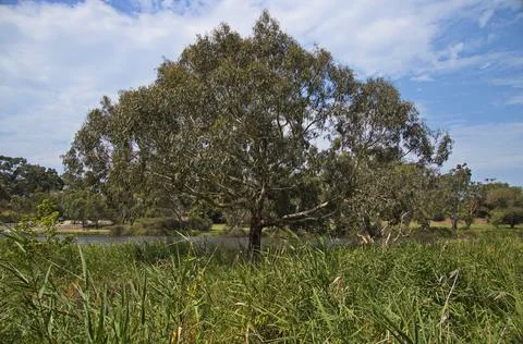 Giant eucalyptus tree at Barwon River in Geelong, Victoria, Australia Stock Photos
