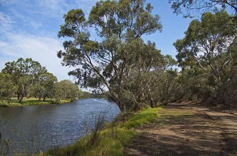 Giant eucalyptus tree at Barwon River in Geelong, Victoria, Australia Stock Photos
