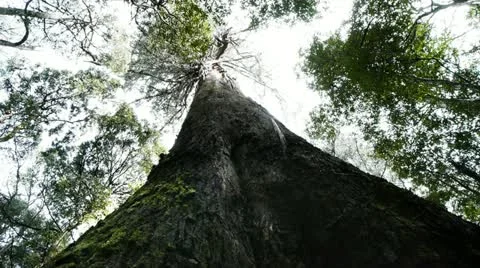 Giant eucalyptus tree Stock Footage 12479721