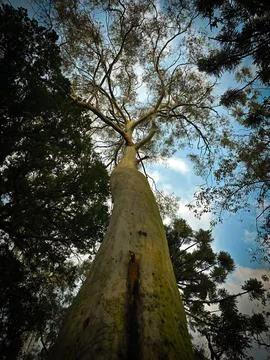 Giant Eucalyptus Tree Stock Photos