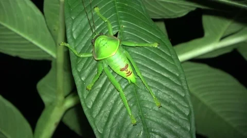 Giant False Leaf Katydid, Malaysia Stock Footage 132540294