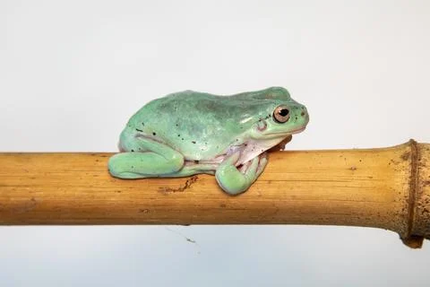 Giant Feae flying tree frog eating a locusts, Rhacophorus feae, isolated on Stock Photos
