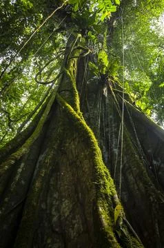 Giant Ficus Tree in the Amazon Rainforest of Lago Agrio, Ecuador Stock Photos